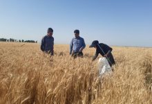 ماجرای جایزه ۲۰ هزار تومانی برای هر کیلو گندم چیست؟
