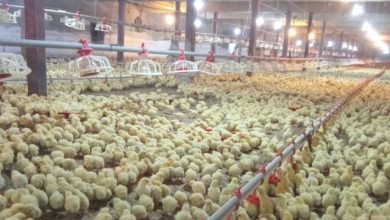 ممنوعیت صادرات جوجه یک‌روزه گوشتی