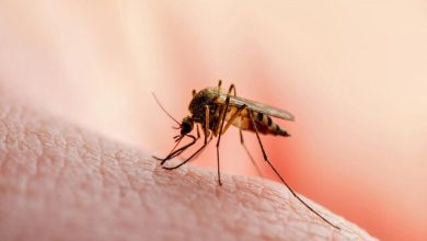 هر پشه‌ آدم مورد علاقه خودش را دارد!