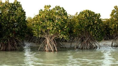 کاهش ۳۵ درصدی مساحت جنگل‌های مانگرو به دلیل تغییر اقلیم و توسعه سواحل