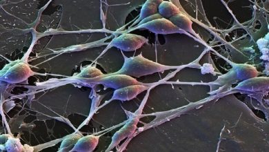 کشف تفاوت ژنتیکی فعالیت مغز زنان و مردان