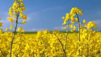 تثبیت قیمت خرید تضمینی کلزا با نرخ ۱۱۰ هزار تومانی/ حق کشاورز ادا می‌شود