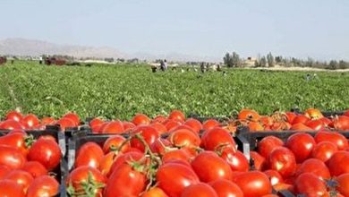 صادرات گوجه فرنگی ممنوع شد