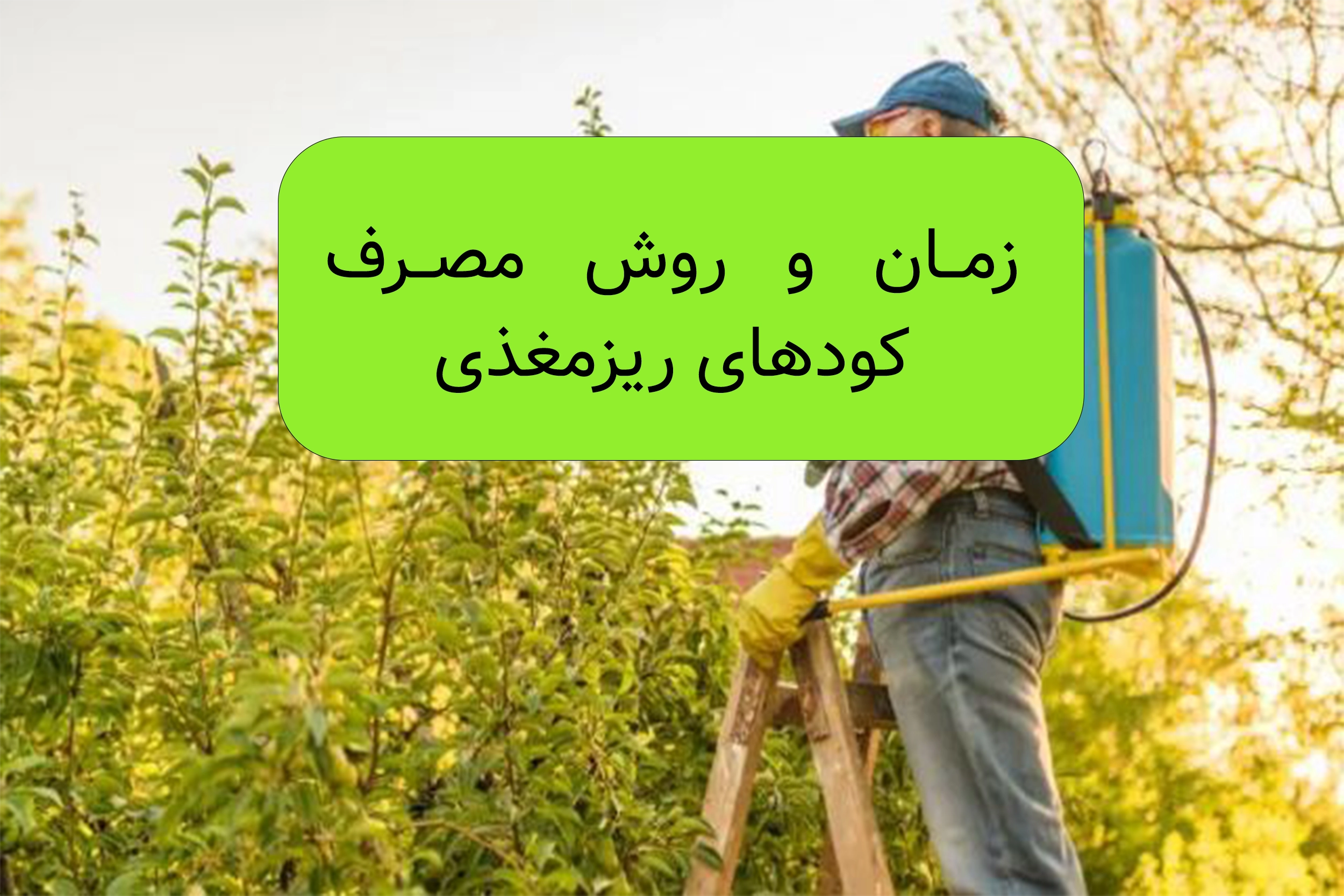 زمان استفاده از کود ریزمغذی برای درختان میوه