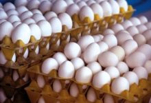  دبیر فدراسیون طیور از مازاد تولید تخم‌مرغ خبر داد و گفت: قیمت واقعی هر شانه کمتر از ۵۵۰ هزار تومان نیست.