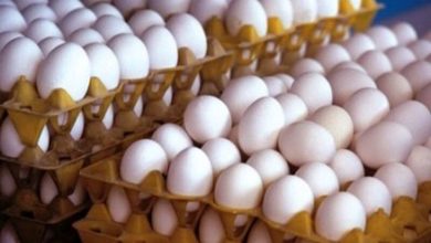  دبیر فدراسیون طیور از مازاد تولید تخم‌مرغ خبر داد و گفت: قیمت واقعی هر شانه کمتر از ۵۵۰ هزار تومان نیست.