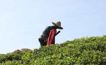 قیمت هرکیلو چای ایرانی اعلام شد