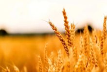مطالبات گندم‌کاران