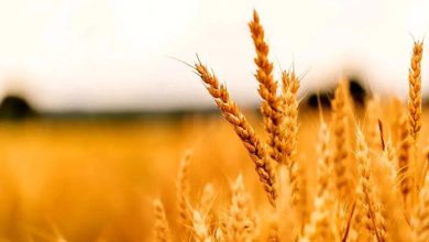 مطالبات گندم‌کاران