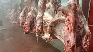 چین مجوز صدها صادرکننده گوشت گاو آمریکایی را تمدید کرد
