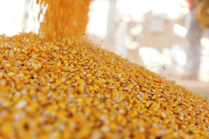 ۴ میلیون تن ذرت در انتظار ترخیص