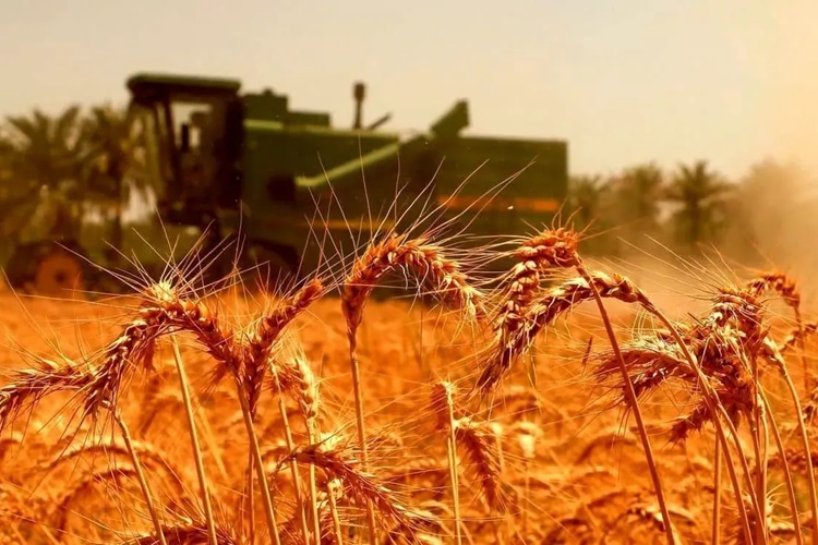 مطالبات گندم‌کاران