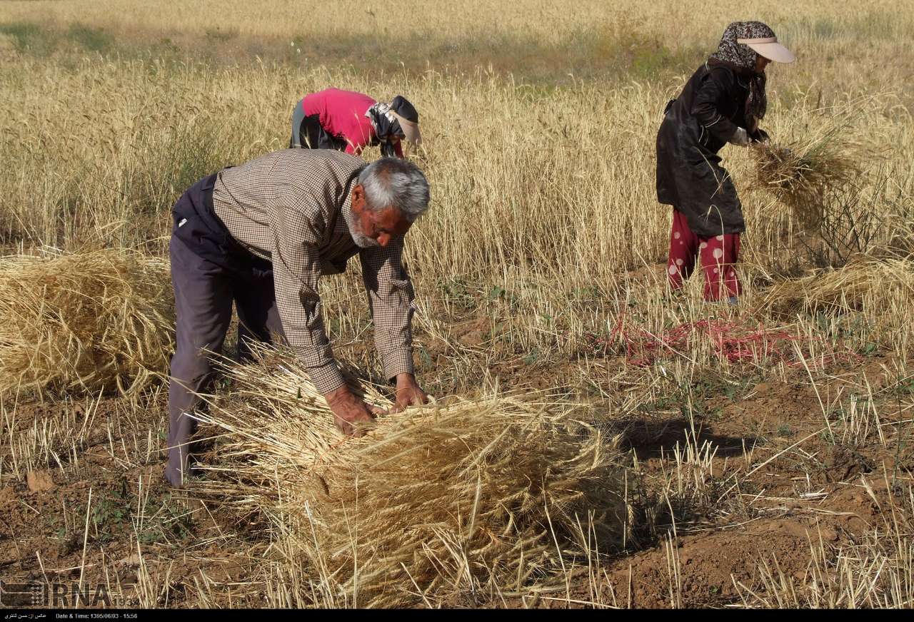 مطالبات گندم‌کاران