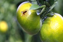 مگس میوه مدیترانه‌ای