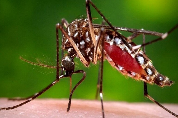 پشه آئدس
