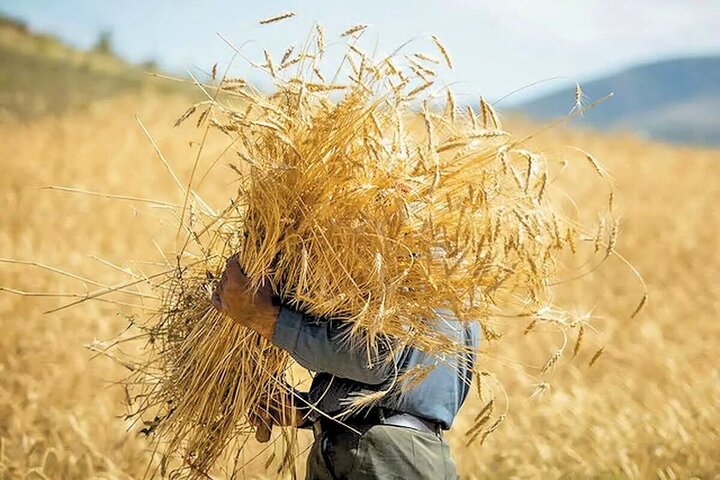 حمایت مالی از تولید گندم؛ پرداخت ۶۲.۳ همت به کشاورزان
