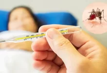 هشدار نسبت به احتمال گردش ویروس تب دنگی در بوشهر