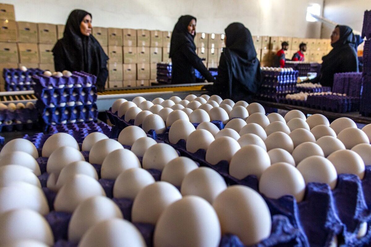 تخم‌مرغ