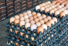 قیمت تخم‌مرغ