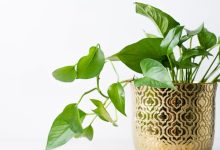 نکاتی برای مراقبت از گیاهان آپارتمانی