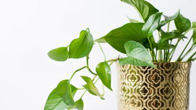 نکاتی برای مراقبت از گیاهان آپارتمانی