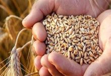 آغاز واردات گندم دامی با نرخ ۲۳۵ یورو