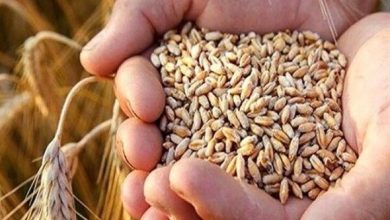 آغاز واردات گندم دامی با نرخ ۲۳۵ یورو
