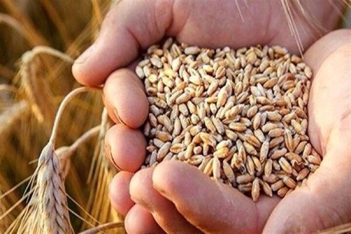 آغاز واردات گندم دامی با نرخ ۲۳۵ یورو