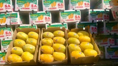 ثبت سفارش واردات انبه و چای از فردا