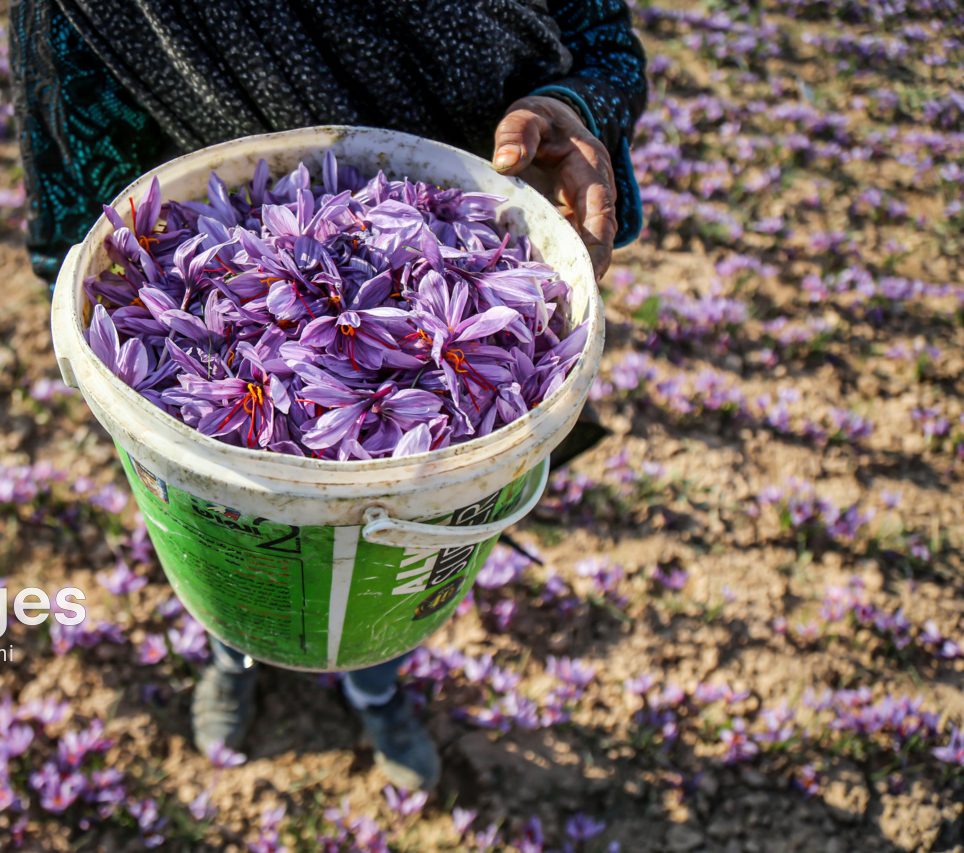 برداشت زعفران