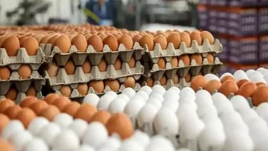 تخم‌مرغ