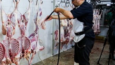 ثبت سفارش واردات گوشت گرم و منجمد از فردا آغاز می‌شود