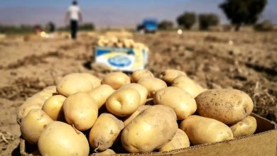 قیمت سیب‌زمینی
