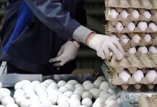 قیمت واقعی تخم‌مرغ چقدر است؟