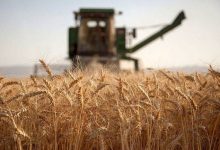 قیمت گندم