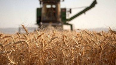 قیمت گندم