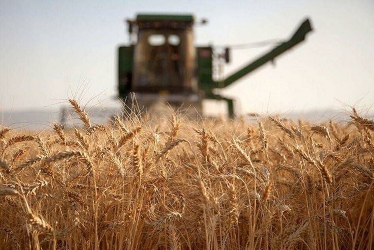قیمت گندم