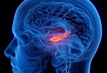 کوچک شدن مرکز حافظه مغز در افراد افسرده