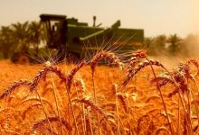 خرید تضمینی گندم