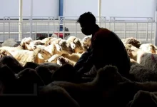 واکسیناسیون سراسری تب‌ برفکی آغاز شد