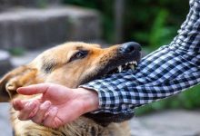 سند ملی حذف هاری وارد فاز اجرا شد