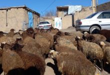 گوساله و گوسفند