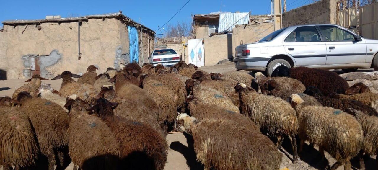 گوساله و گوسفند