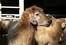 قیمت گوشت