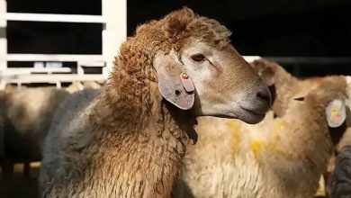 قیمت گوشت
