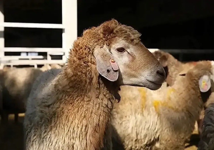 قیمت گوشت