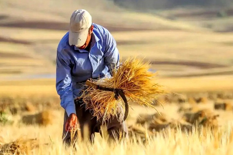 پول گندمکاران