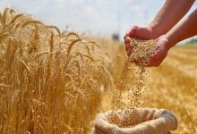 گندم صنایع آزاد شد/ ماکارونی تا پایان مهر یارانه‌ای می‌ماند
