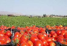 صادرات گوجه‌ تا پایان سال ممنوع شد