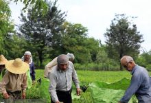 ۸۷ درصد مطالبات چایکاران پرداخت شد